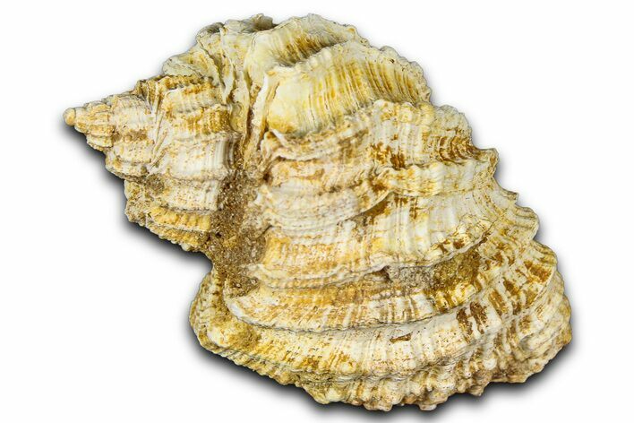 Miocene Fossil Nutmeg Snail (Trigonostoma) Shell - France #365475